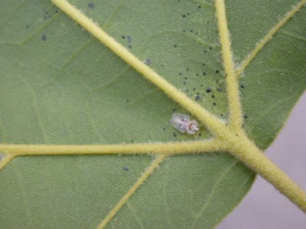 靶標性誘害蟲監測設備:控制農業蟲害問題